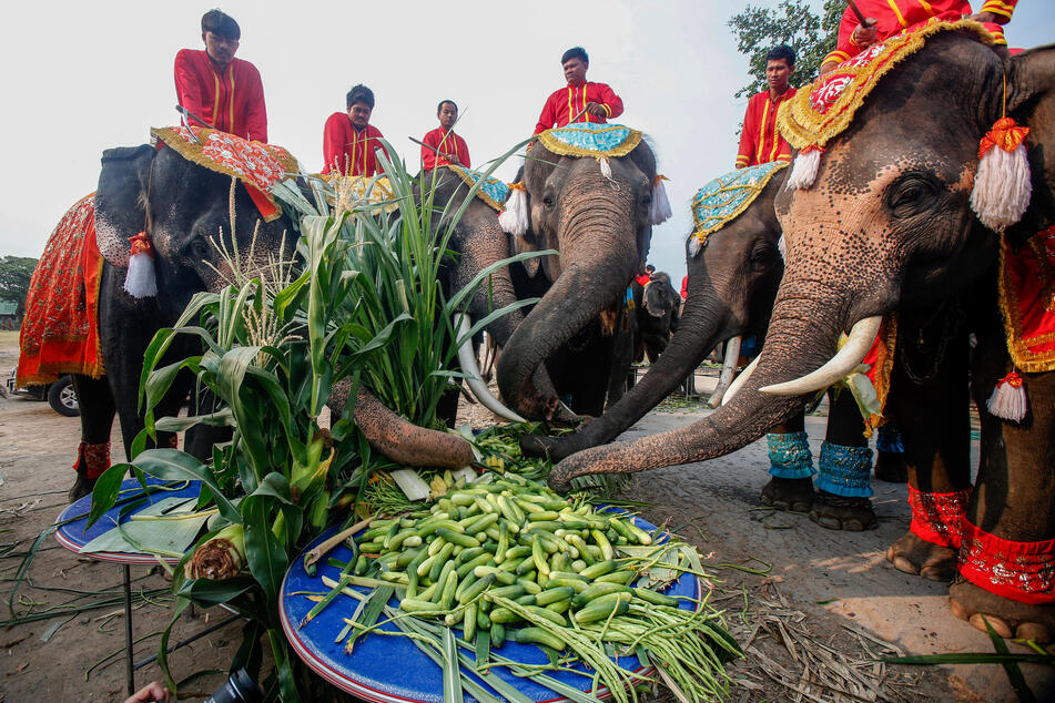 In Thailand wird der "Tag des Elefanten" gebührend gefeiert.
