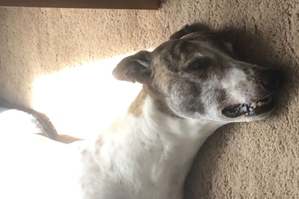 Was this greyhound dreaming with his eyes wide open?