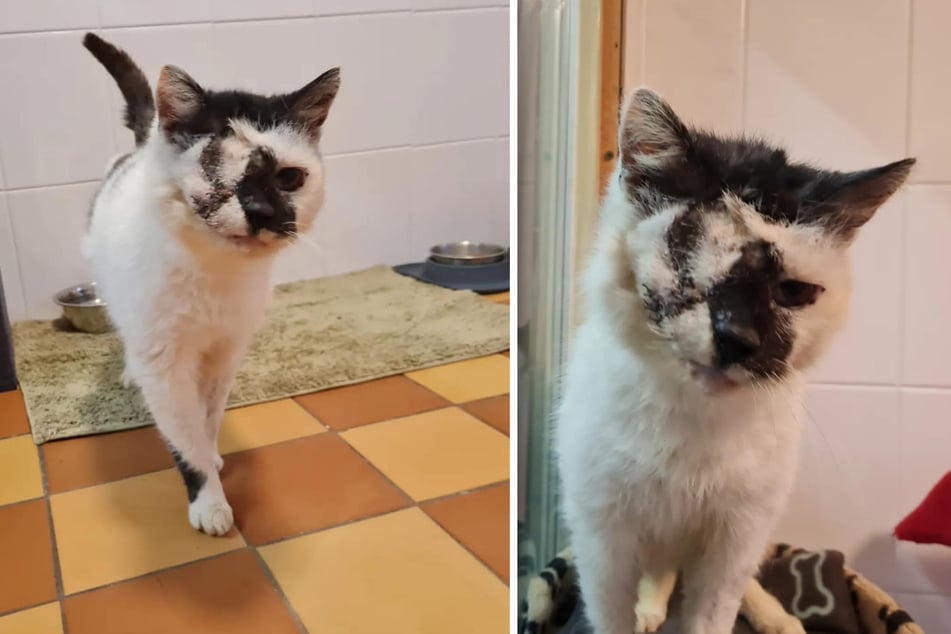 Katzen-Opa Albert litt an einem Tumor, weshalb ihm ein Auge entfernt werden musste.
