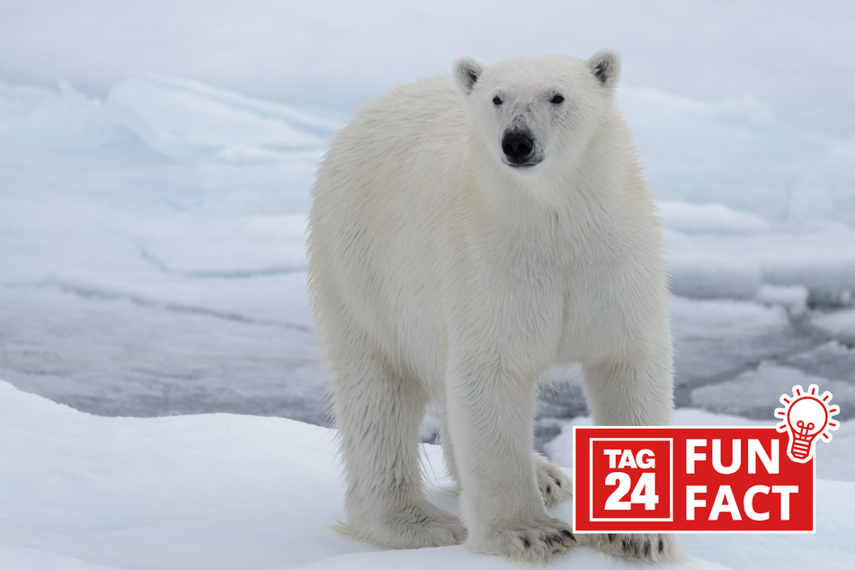 Fun Fact des Tages vom 8.3.2024: Das wusstest Du noch nicht über Eisbären