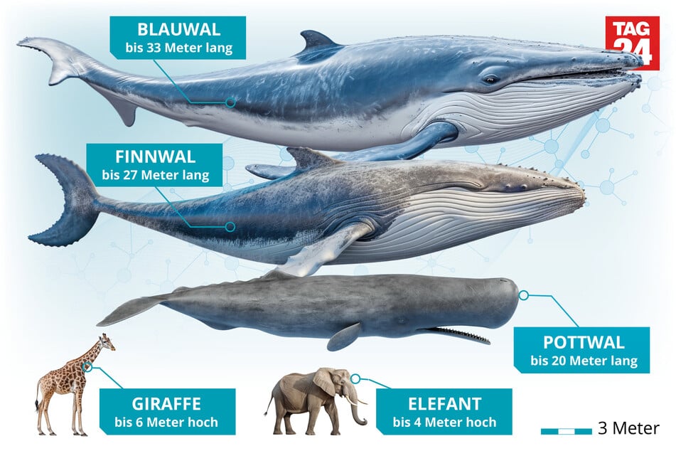 So verbildlicht bekommt man eine bessere Vorstellung davon, wie riesig Blauwale sind.