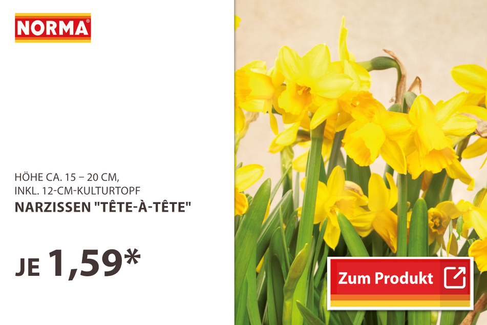 Narzissen "Tête-à-Tête"