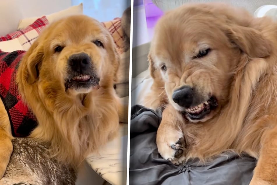 Golden Retriever Echo sollte man nicht zu nahe kommen. Der Rüde wird dann mächtig rüde.