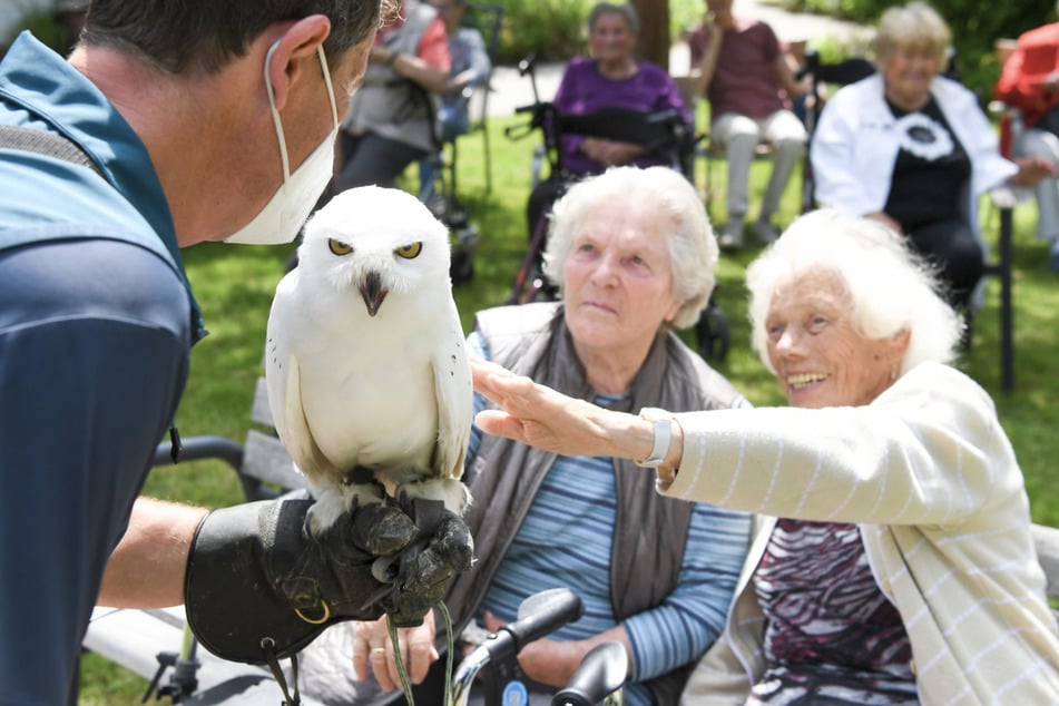 Der Falkner Paul Klima trägt seine Schneeeule Hedwig auf dem Arm, die von Bewohnerinnen des Seniorenheims gestreichelt wird.