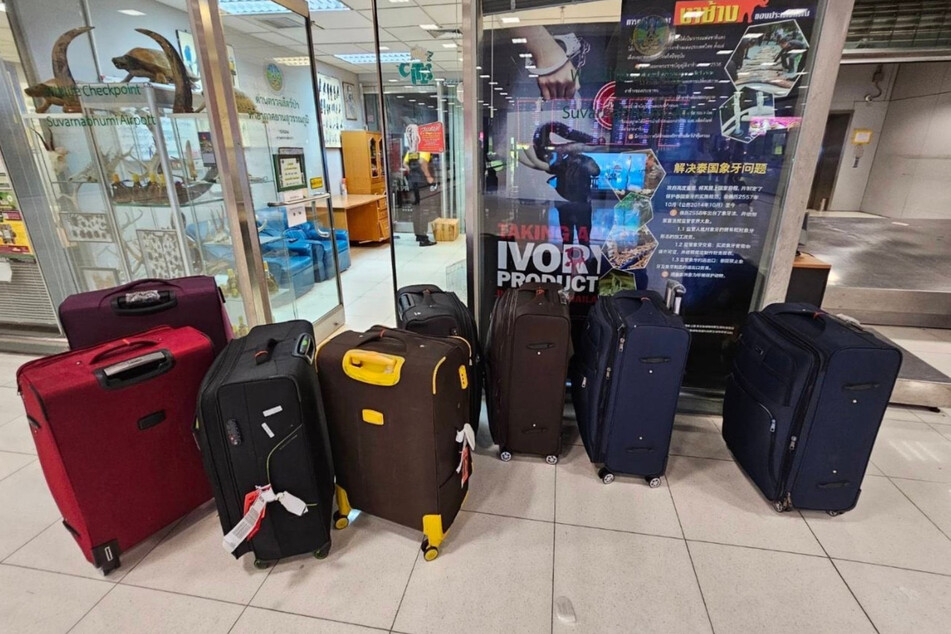 In diesen Koffern wollten die skrupellosen Tierschmuggler ihre "Ware" transportieren. Sechs Personen, darunter eine Frau, wurden festgenommen.