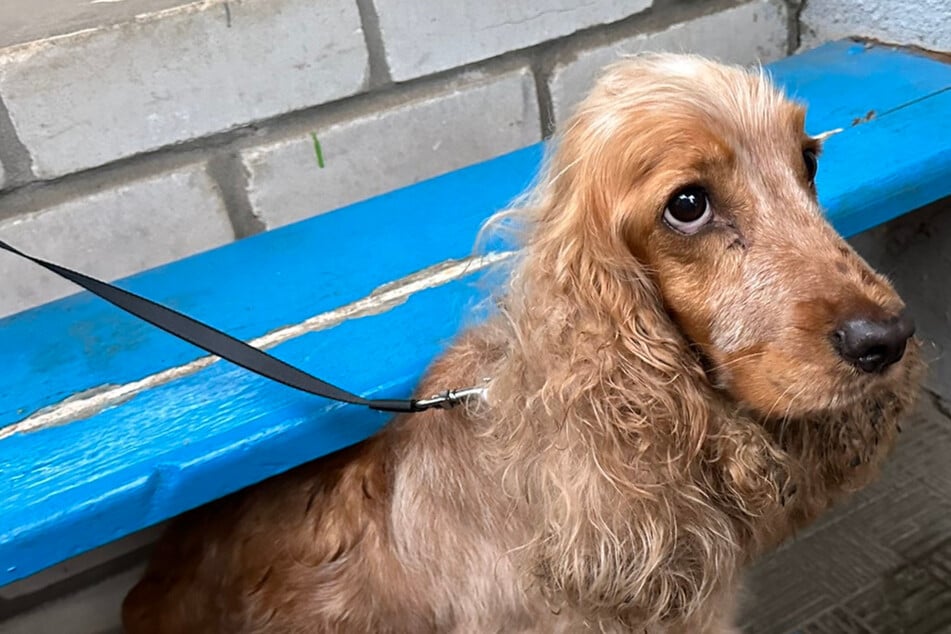 Frau rettet ausgesetzten Hund in Ukraine: Was sie dann über ihn erfährt, macht alles noch schlimmer