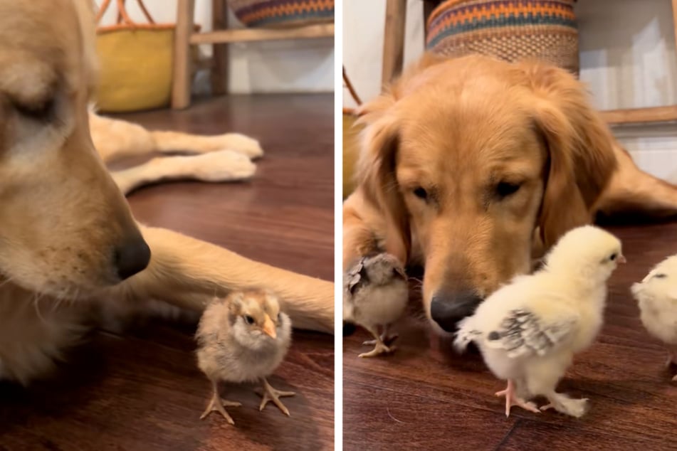 Golden Retriever begegnet kleinen Küken: So erstaunlich ist seine Reaktion