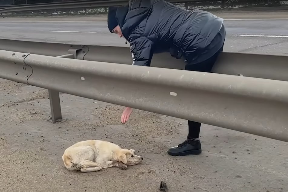 A Love Furry Friend helper carefully approaches the dog.