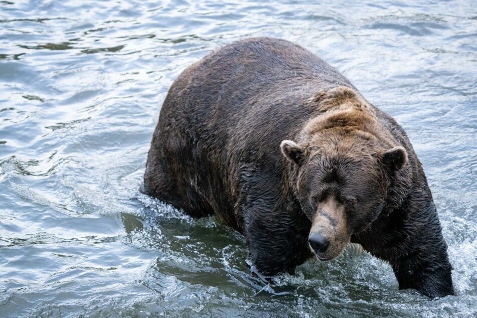 Fat Bear Week 2022: Behind the scenes with a Katmai National Park ranger
