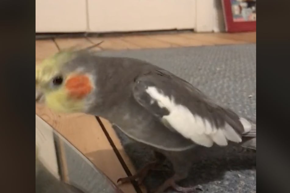 Kiki holds the beat by pecking at a mirror.