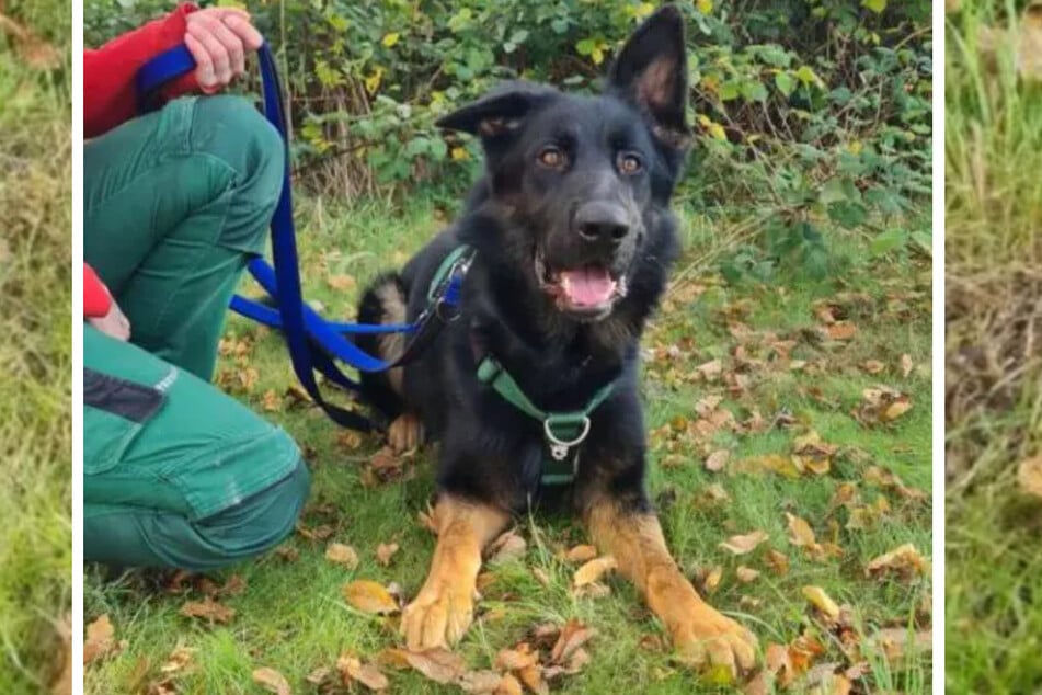 Der menschenbezogene Hund möchte korrekt geführt und angeleitet werden.