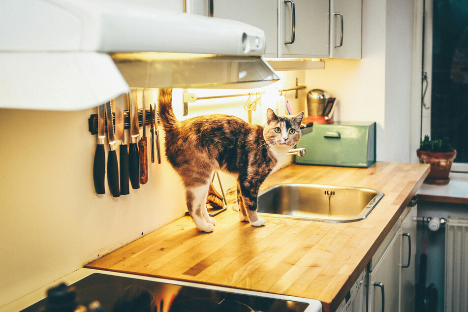 Be careful when your cat is in the kitchen, so that it doesn't knock over something dangerous.