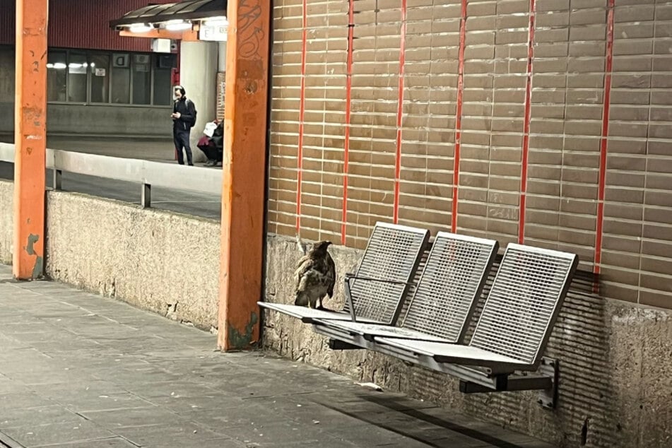 Der Mäusebussard war verletzt und benötigte dringend Hilfe.