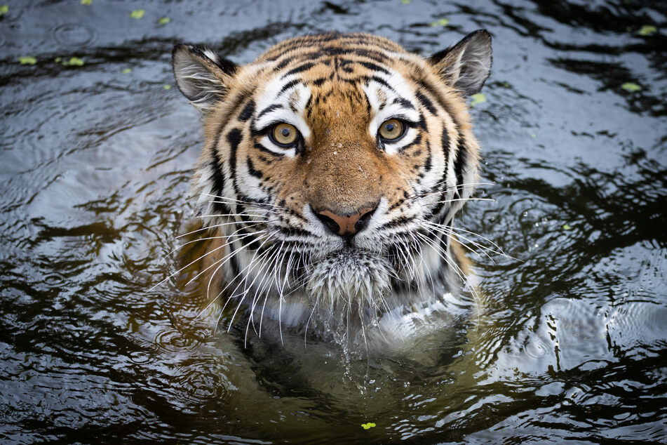 Tigerweibchen Maruschka schwimmt im Becken, um einen Eisblock mit gefrorenem Futter aus dem Wasser zu holen.