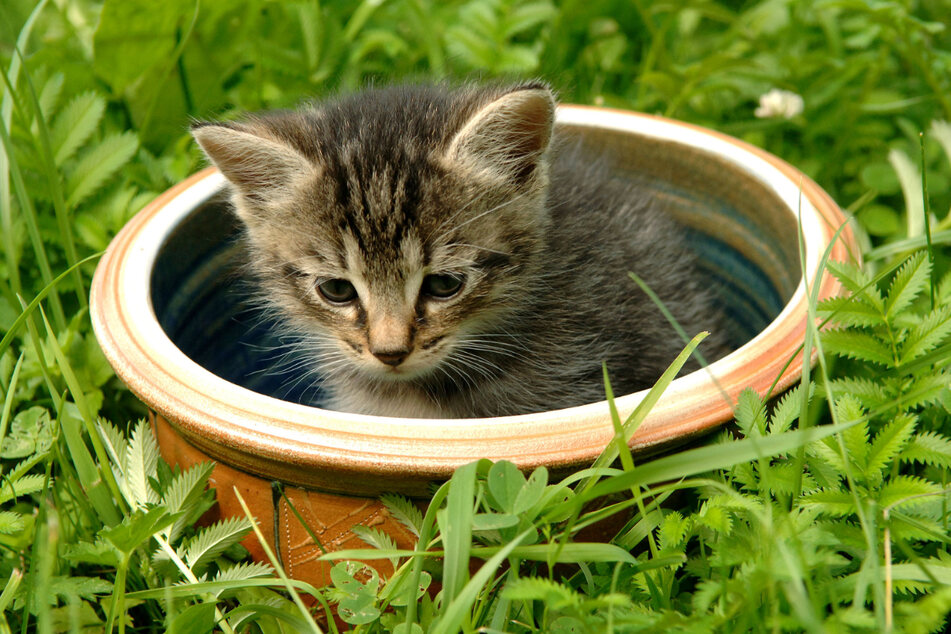 Im Frühjahr wird der Nachwuchs von Wildkatzen oft mit Hauskatzen verwechselt.
