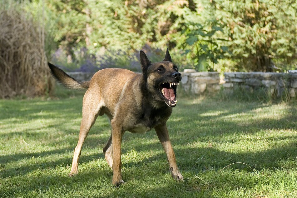 Der belgische Schäferhund im Dienste der Polizei verletzte das Baby schwer. (Symbolfoto)