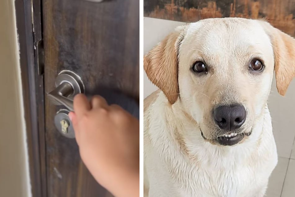 Frau zeigt, was passiert, wenn sie ihren Hund allein lässt: User weinen