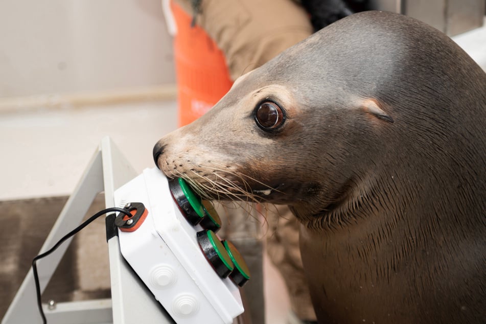 Spike, the sea loin, playing the video game designed for animals like him.