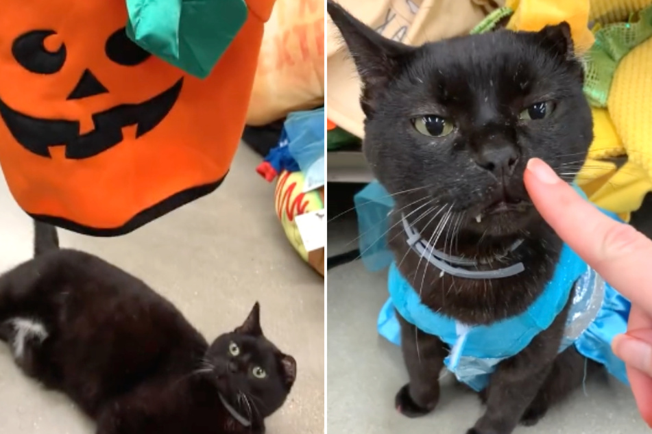TikTok is swooning over black cat trying on Halloween costumes
