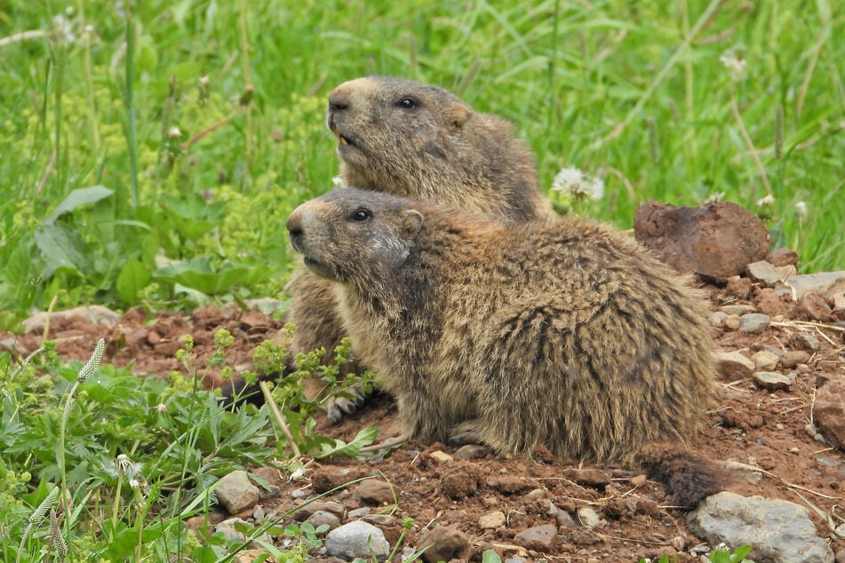 In August, RMBL will host Fat Marmot Week to raise further funding and awareness for these little guys.