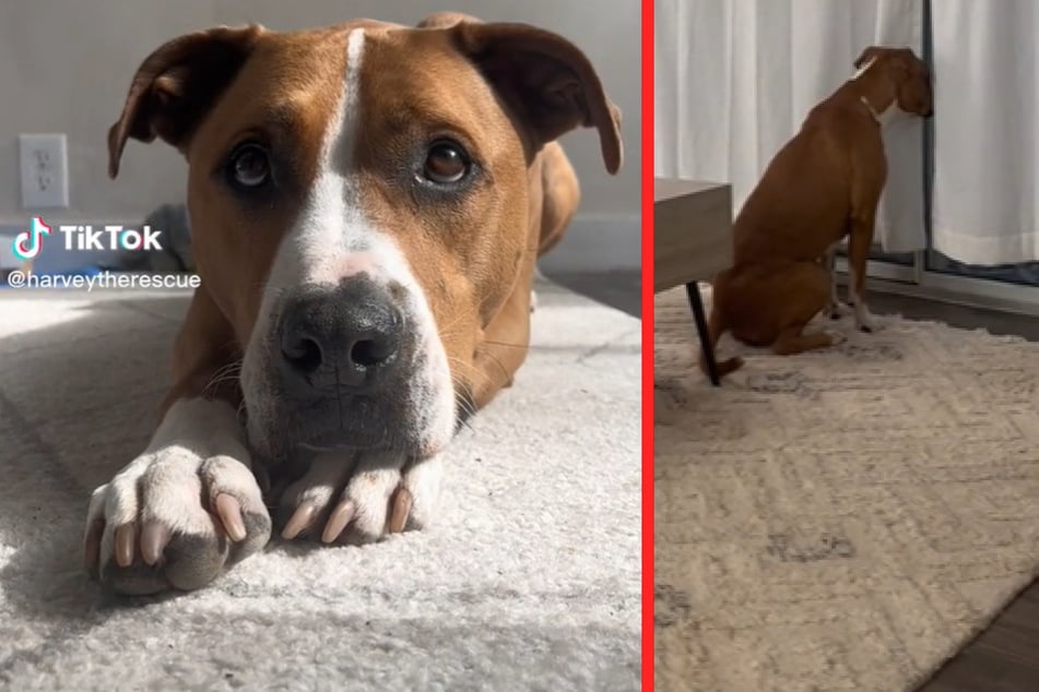 Hund Harvey wartet täglich um die gleiche Uhrzeit am Fenster.