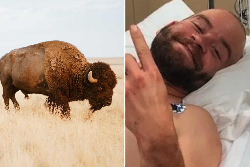 Utah man tries to pet a bison and gets gored: "Definitely an idiot"