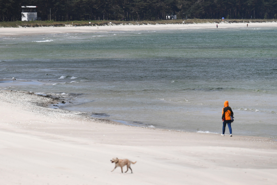 Mecklenburg-Vorpommern, Binz: Ein Spaziergänger geht am fast menschenleeren Ostseestrand bei Binz entlang.