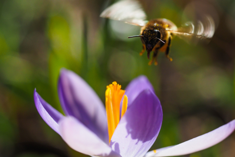Eine Biene sammelt von einem blühenden Krokus im Karl-Foerster-Garten neben dem Wegrand den Nektar.