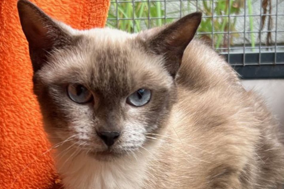 Twiggy kam vor einiger Zeit als Fundkatze zu den Bergheimer Tierrettern.