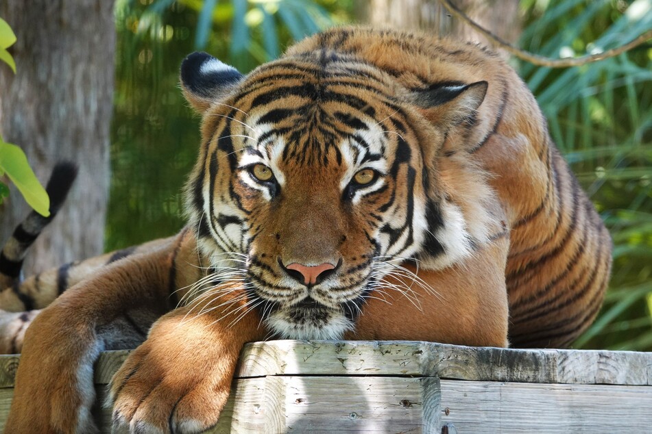 Der Zoo trauert: Eko lebte seit 2019 in dem Tierpark in Naples.