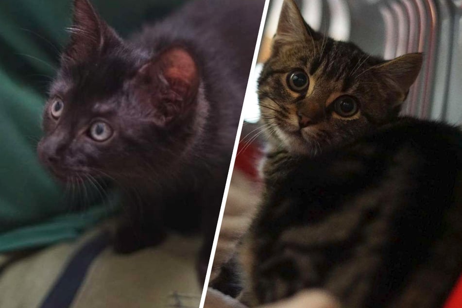 Zwei beste Freunde suchen ein Zuhause: Wer gibt diesen Katern eine Chance?