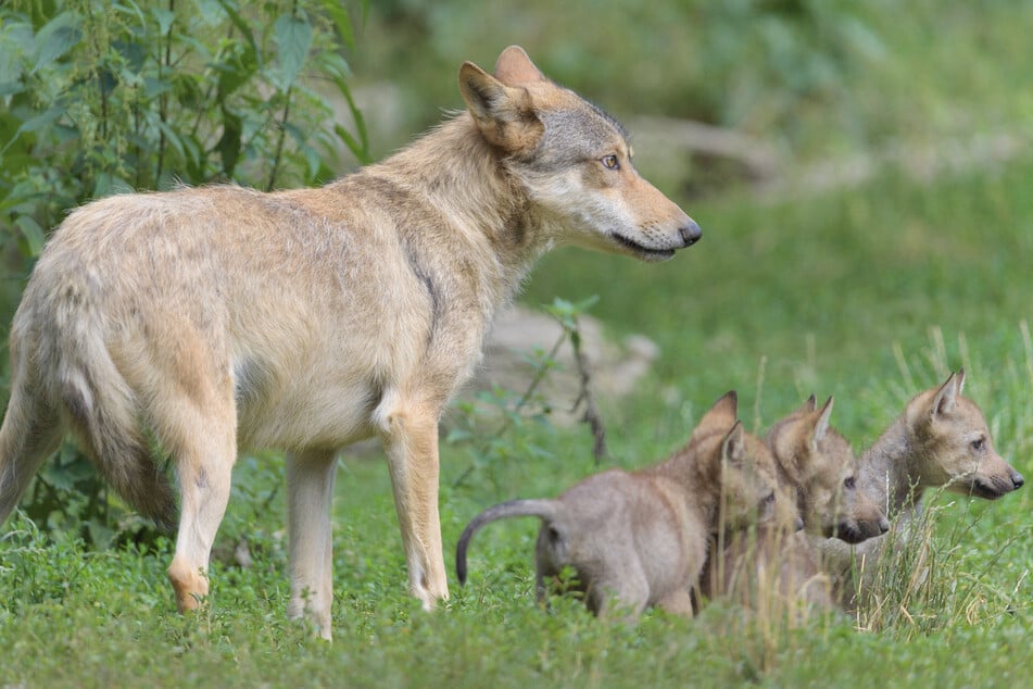 Wölfe: Erschossen, vergiftet, totgefahren: Sachsens Wölfe leben gefährlich