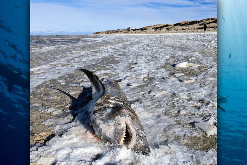 Das ist der "Eis-Hai von Cape Cod", den eine junge Frau am Strand fand.