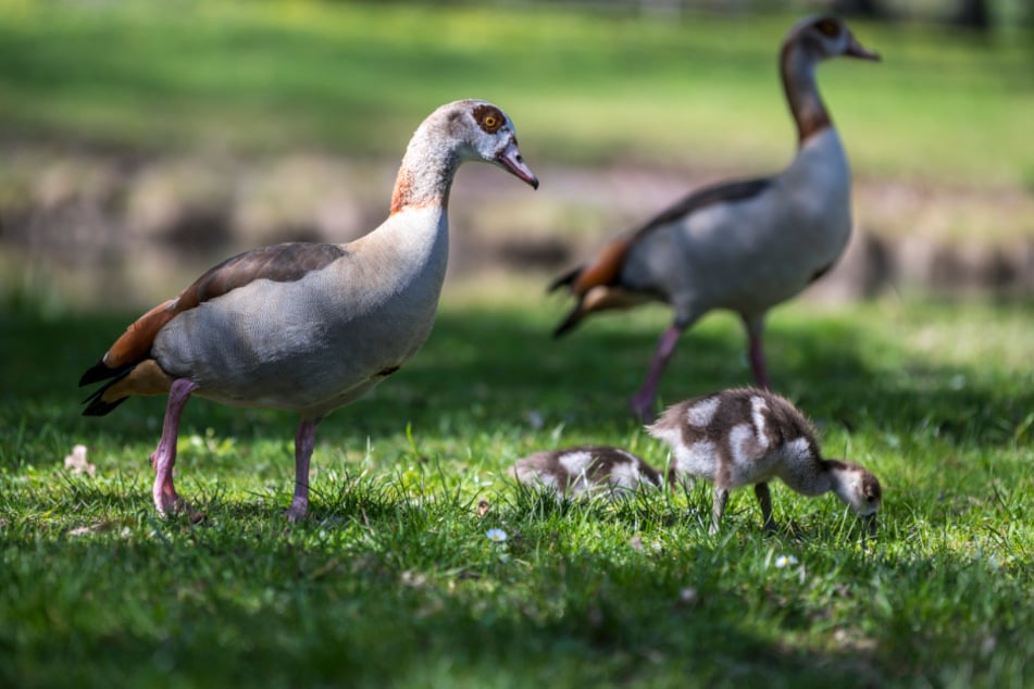 Chemnitz: Darum könnten diese süßen Gänse in Chemnitz zum Problem werden