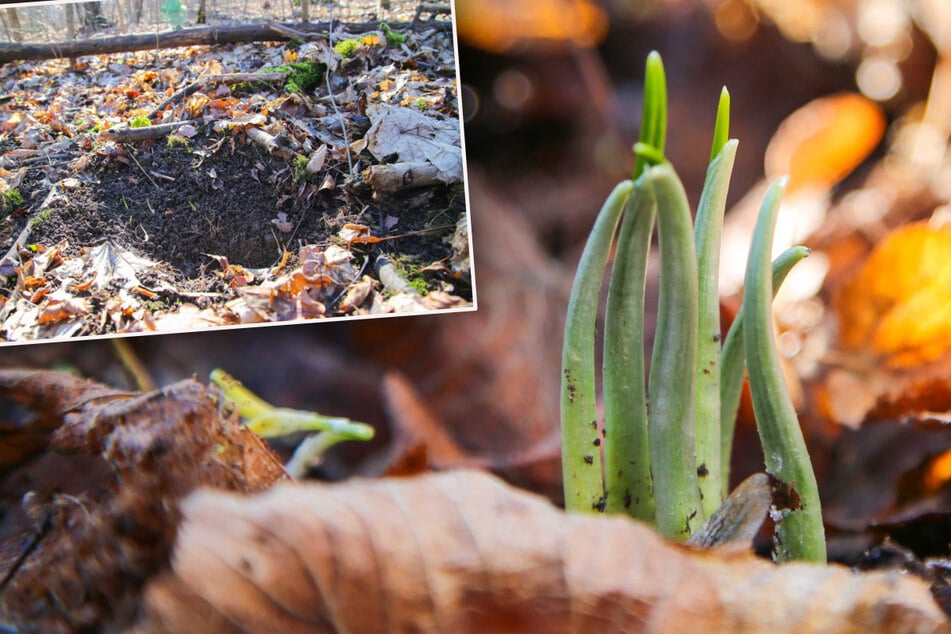 Leipzig: Trotz verstärkter Polizeipräsenz: 100 Kilo Bärlauch-Knollen ausgebuddelt