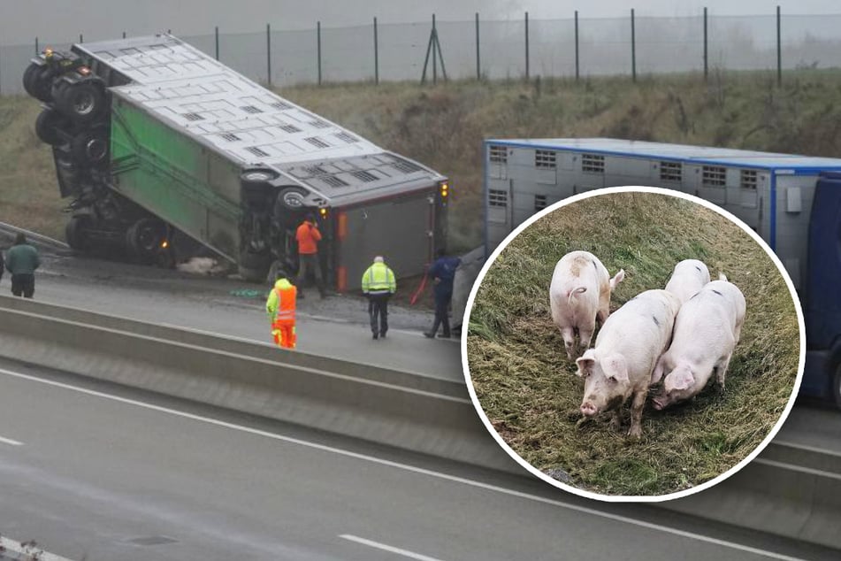 Schweine-Chaos auf Autobahn! Tiertransporter umgekippt, A49 komplett dicht