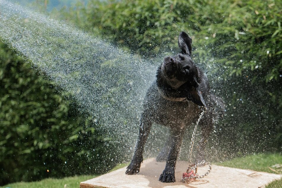 Um Hirschlausfliegen zu bekämpfen, kann man den Hund mit einem Gartenschlauch reinigen (Symbolbild).
