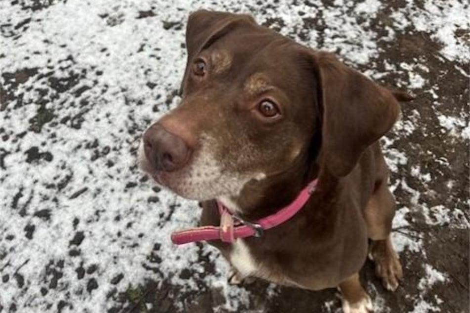 Labrador-Mischling Luna aus dem Hamburger Tierheim sucht ein richtiges Zuhause.