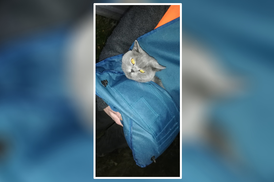 Neben einem Hund befand sich auch eine Katze in dem Unfallwagen.