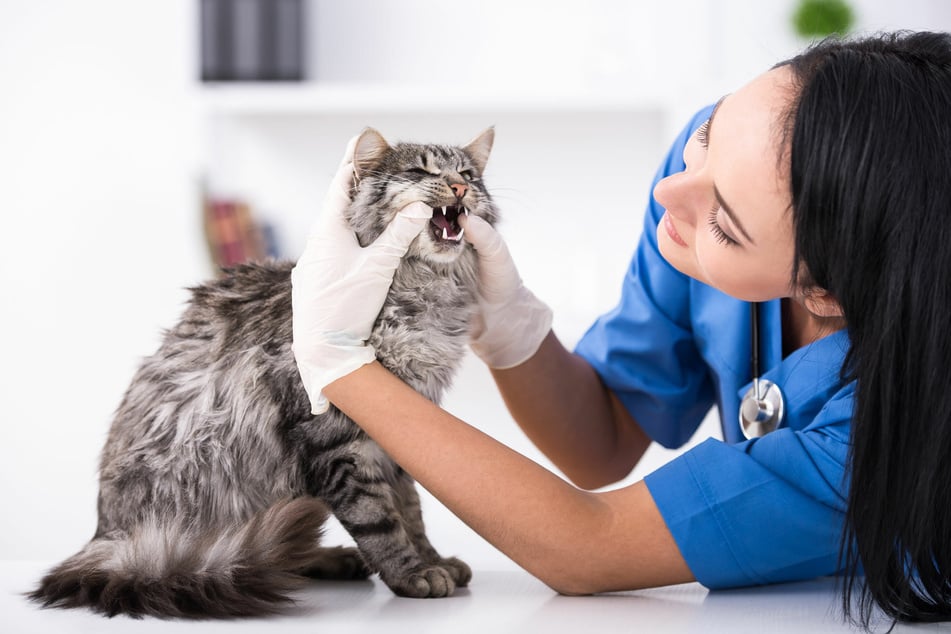 Drooling can also indicate an illness or even an oral disease in your cat.