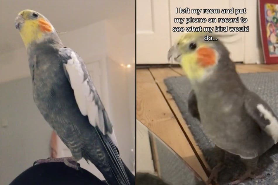 The cute cockatiel takes the stage once her owner leaves the room.