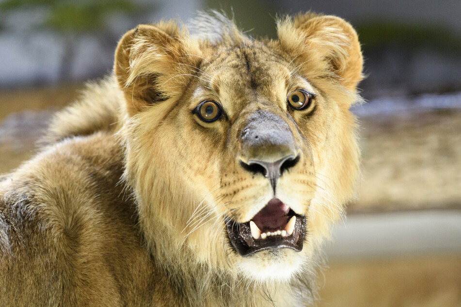 Der Zustand des Löwen habe sich trotz aller Anstrengungen der Tierärzte schnell verschlechtert. (Symbolbild)