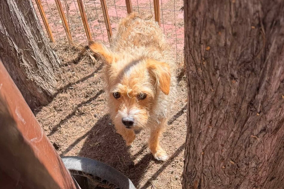 Dieser kleine Hund hatte vor jedem Angst, der ihm helfen wollte.