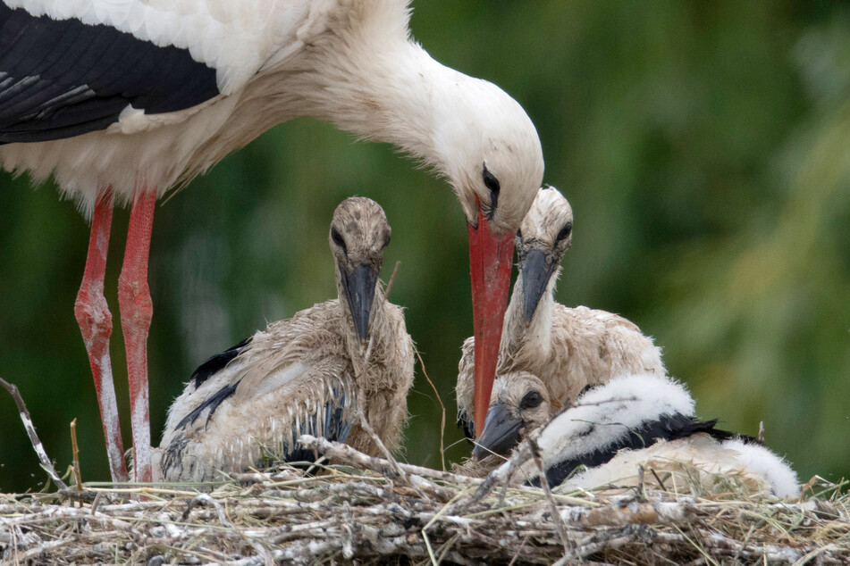 Ein Storch versorgt seinen Drillings-Nachwuchs.