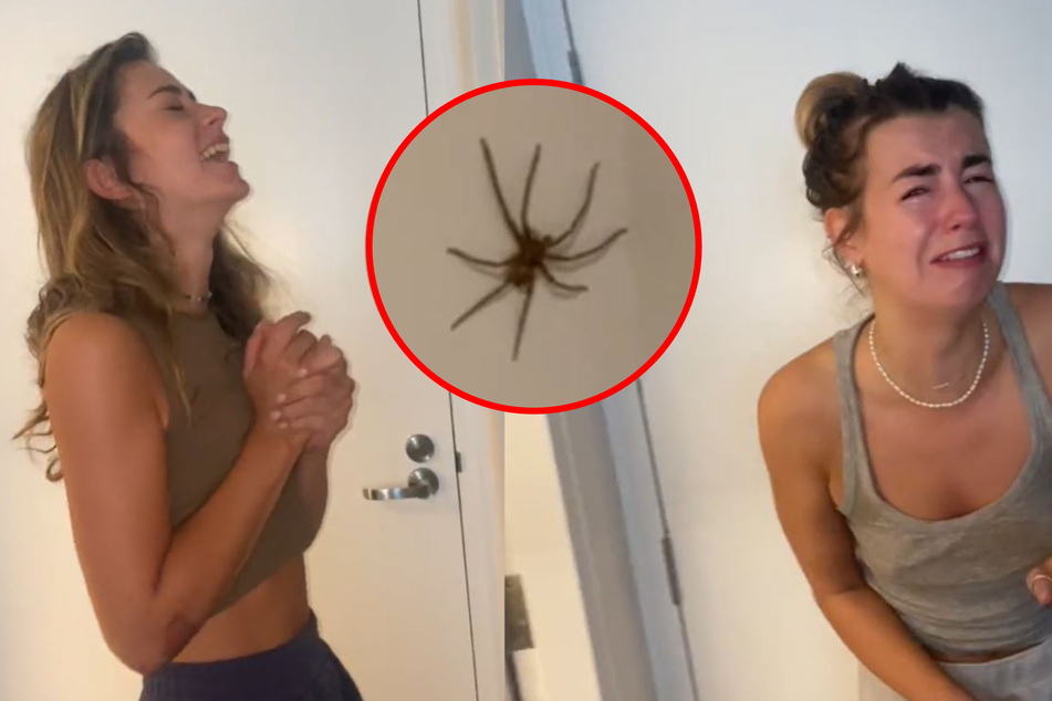 Frauen versuchen große Spinne zu fangen: Am Ende sind sie sprachlos!