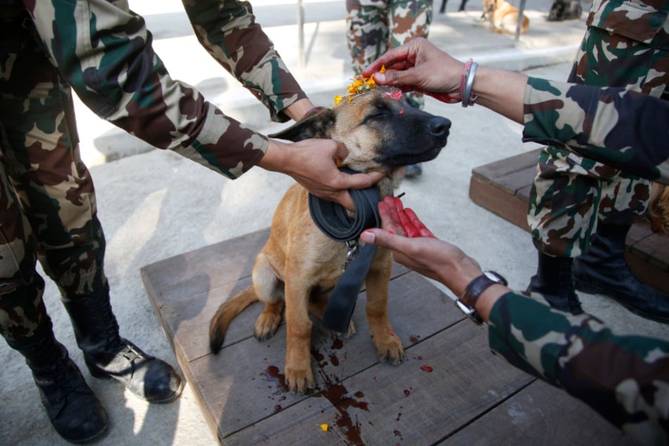 Bhaktapur: Ein Soldat der nepalesischen Armee legt einem Polizeihund Ringelblumenblüten auf die Stirn.