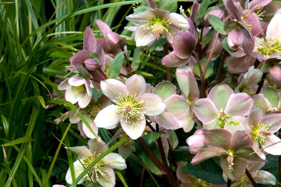 Christrosen blühen von Winter bis in den März oder April.