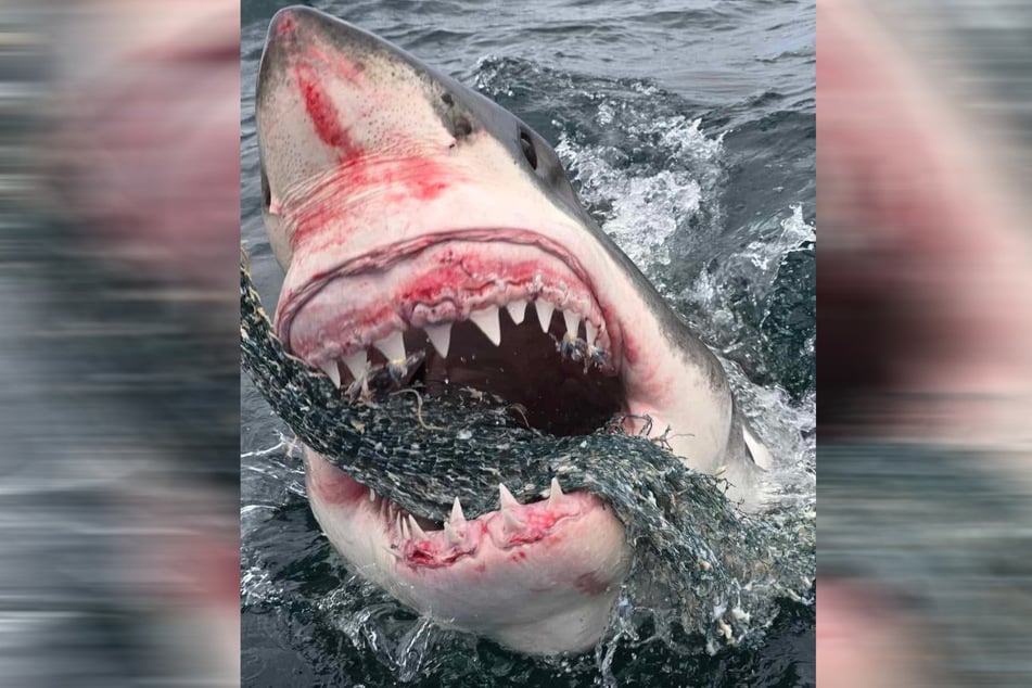 Der Weiße Hai schnappte sich den mit Fischködern gefüllten Burley-Beutel und ließ es sich schmecken.