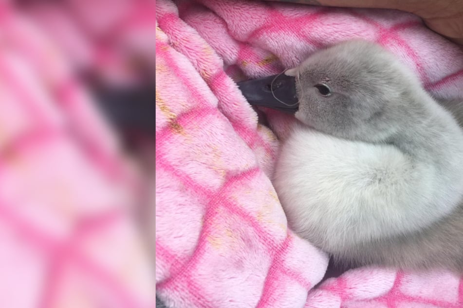 Hoffentlich geht es dem Schwan bald wieder gut.
