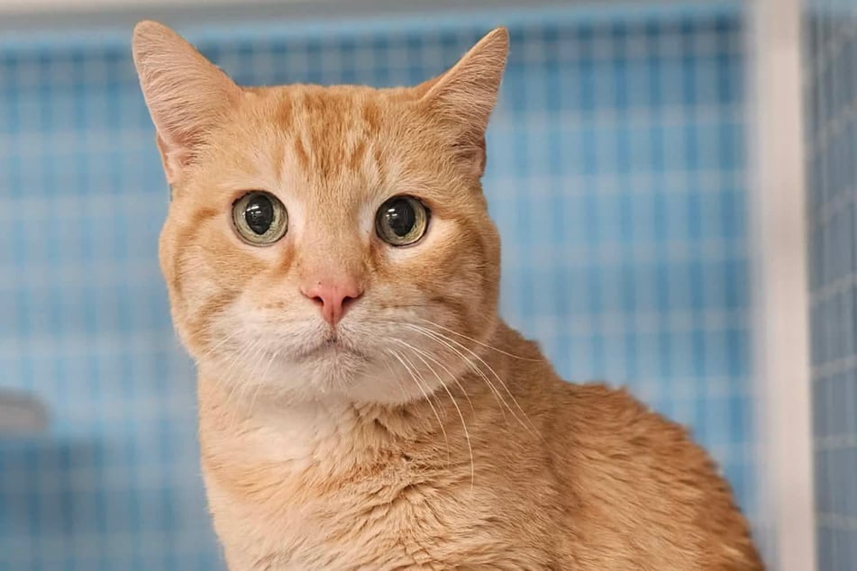 Kocur Starkist musi w swoim podeszłym wieku, mając 15 lat, jeszcze raz zacząć od początku.